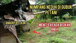 Masya Allah Kucing Ini Melahirkan Di Hutan  Bambu Tempatnya serem Banget..!