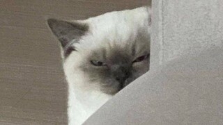 Probably the Funniest Pet Video on Youtube 😹 (Funny Animals)