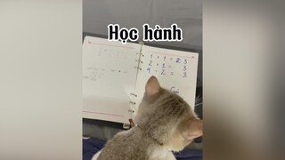 Ba cái trò anh qua mặt mẹ phút mốt mèo cute