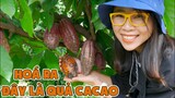 Đột Nhập Vào Vườn Hái Cacao Để Làm Chocolate