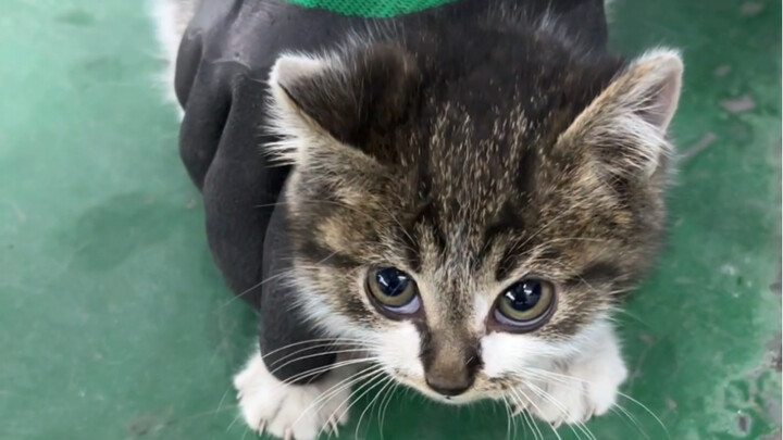 The stray cat I picked up last December… now…