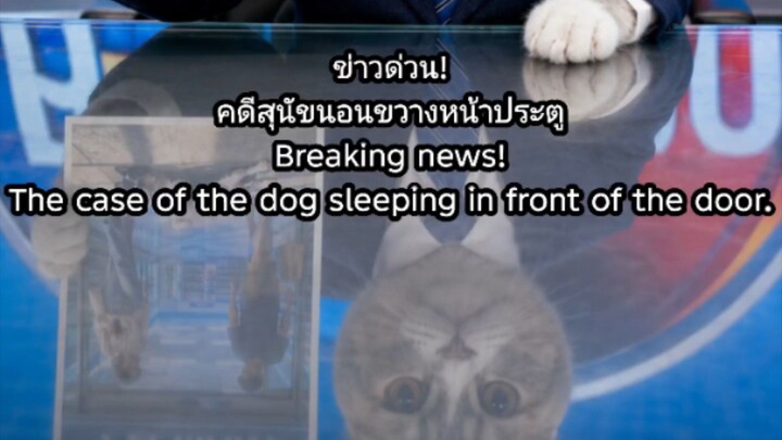 ‎[สำนักข่าว ASUJIAI] ข่าวด่วน! คดีสุนักชอบขวางหน้าประตู #asujiai #funny #cat #dog