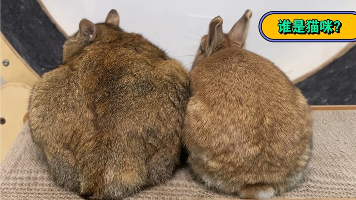 Is Sister Mei more like a rabbit or a marmot?