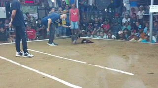 nlgba semi final last fight