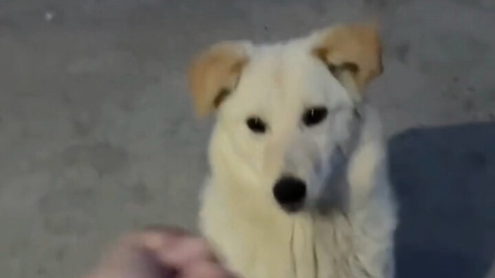 My mom’s dog comes to see me eight hundred times a day