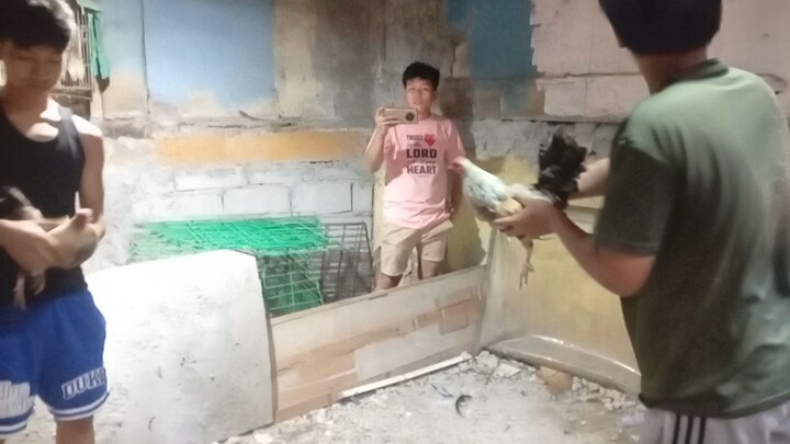 3xwinner Micro Bulik