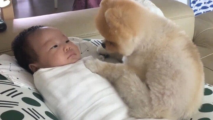 When Xiu Gou met the newborn, "Are you the new one?"