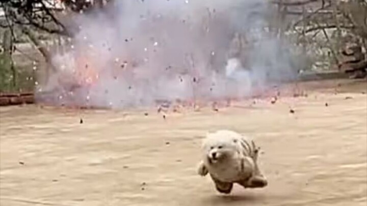 هل انتهك الجرو القوانين السماوية؟