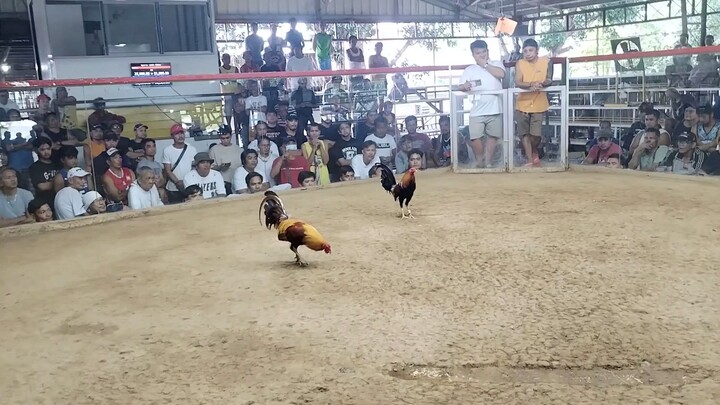 2hits. Gold. 1st Fight. Lose. Nov.09,2025