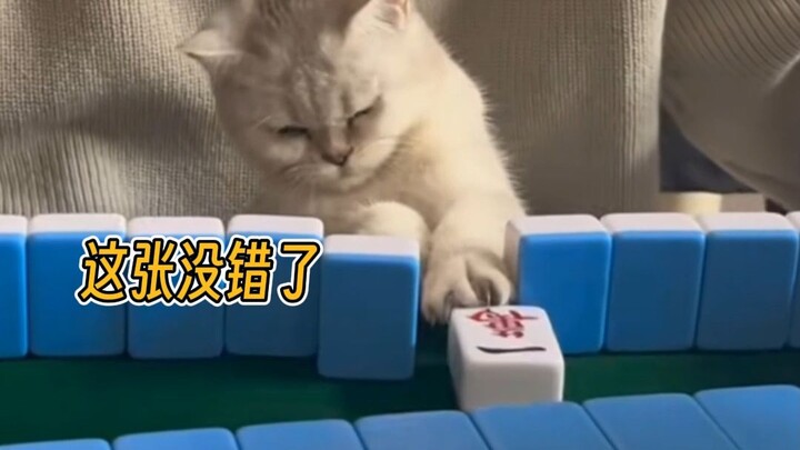 ฮาคิมี่ที่เล่นไพ่นกกระจอกเป็น