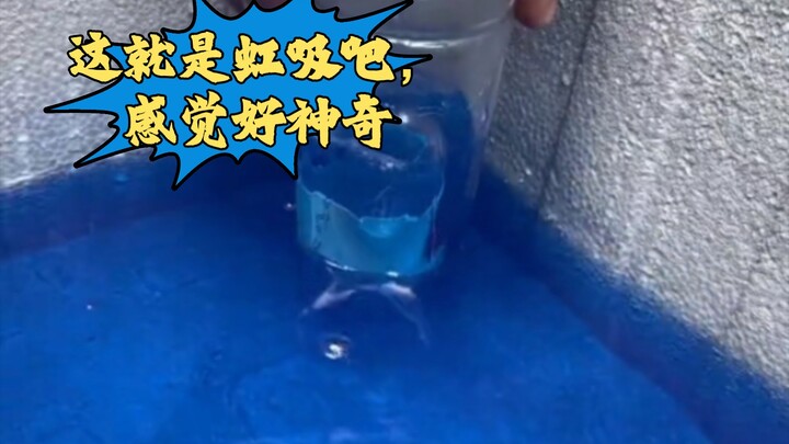【Bilibili】Fenomena Siphon yang Ajaib