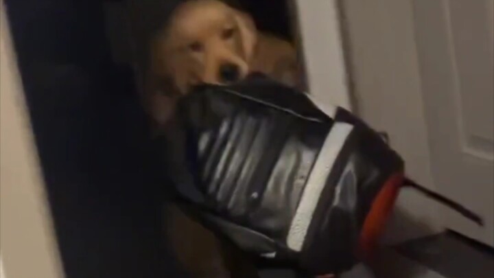 Dog: Earthquake! Hurry up and run!