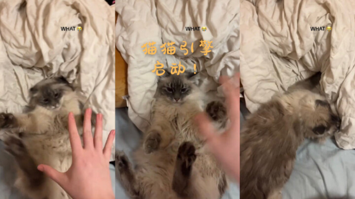 เอนจินแมวแมว เริ่มทำงาน!