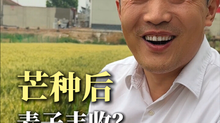 Mangzhong’s here—has your hometown already enjoyed a bountiful harvest?