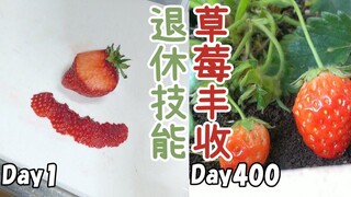 Nanny-level tutorial: Buy strawberries from the supermarket and harvest them 400 days after sowing