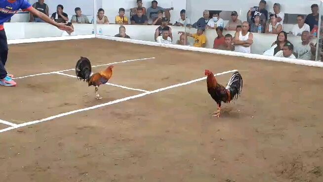 4cock derby WIN