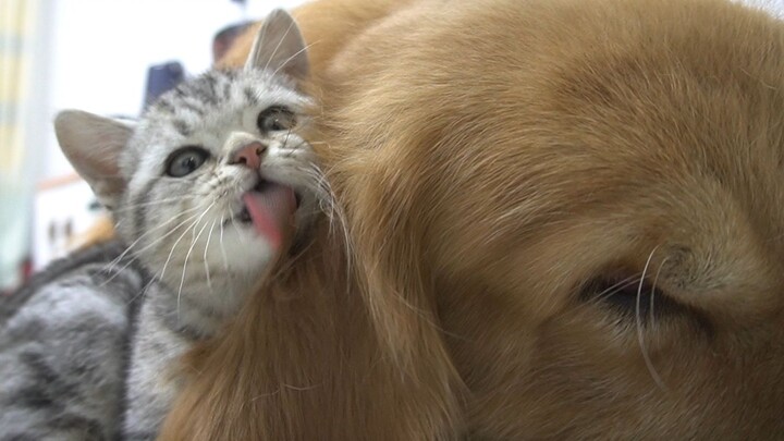 Mèo lạnh lùng? Đã thấy ai liếm mèo chưa? Loại vừa bám dính, vừa chủ động đeo bám mà vẫn bị chê ầm ầm