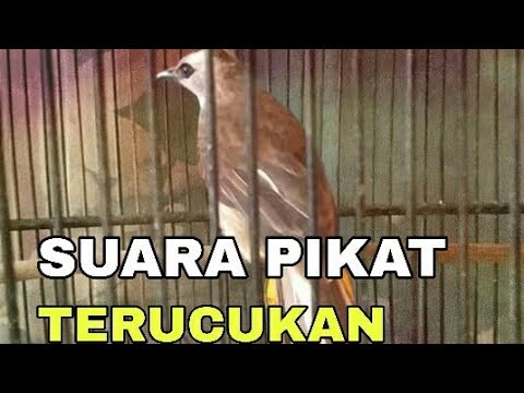 SUARA PIKAT TERUCUKAN, MEMANGGIL TEMANNYA