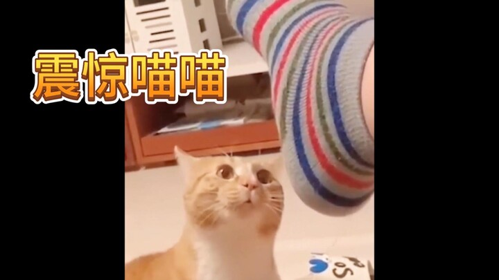 Bật ngửa meo meo 100 năm! Lúc đó mấy chú mèo con đều sững sờ luôn!