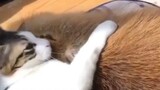 Kapibala yang bermain genit dengan kucing~
