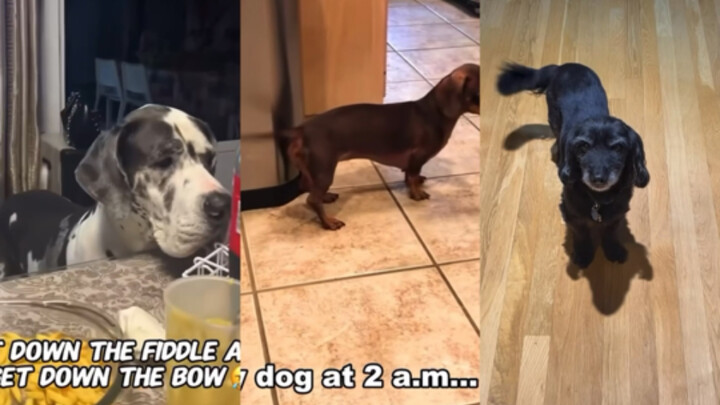Ekor anjing multifungsi