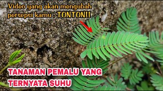 KESALAHAN BESAR KITA SELAMA INI.. [Tanaman Putri Malu]