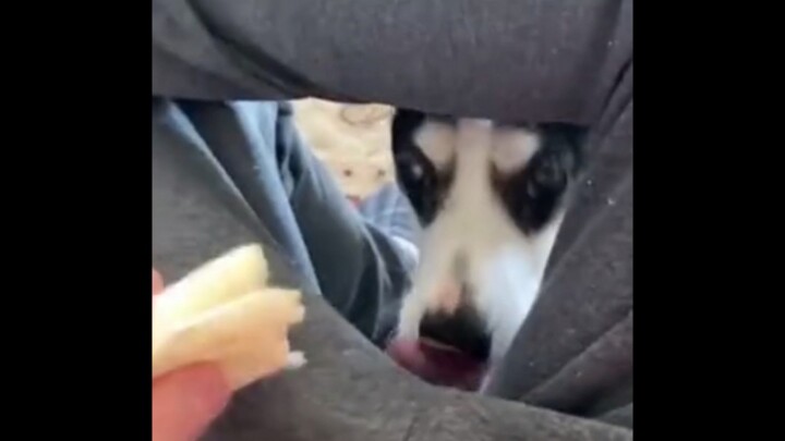 Chew the chicken.