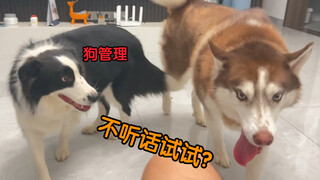 Inilah sebabnya mengapa Husky saya datang setiap kali saya memanggil!