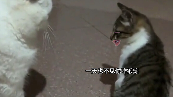 แมวลายจิ้งจอก: ยกน้ำหนักพันชั่งด้วยแรงเพียงสี่ตำลึง??