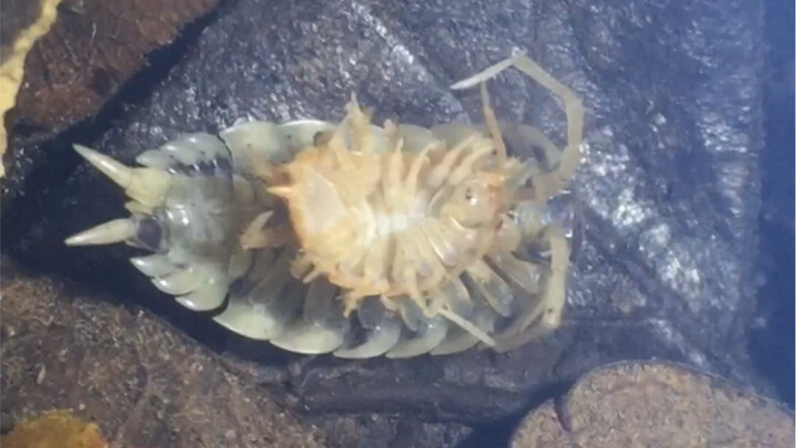 هل اغتصاب حشرة الأرض يعد جريمة؟