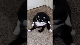 😂funny animal videos that i found for you #51😂