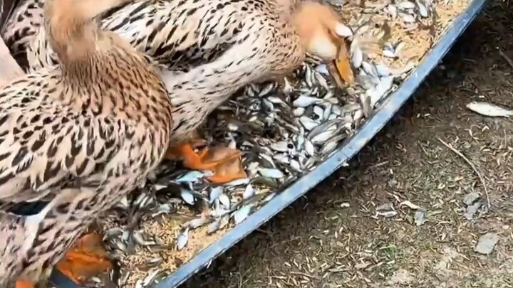 Modern Workhorses: No Matter How Hard We Struggle, We Can’t Even Get Food This Good!