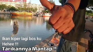 Mantap bin moncrot!! Perlawanan ikan kiper (kitang) saat di tarik bikin pemancing geblung ketagihan