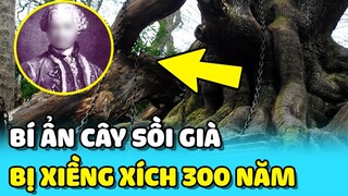 💥LỜI NGUYỀN về CÂY SỒI "BỊ XIỀNG XÍCH" hơn 300 năm chưa có lời giải | TIN GIẢI TRÍ