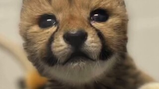 تغيير مظهر النمر الصغير خلال 40 يومًا