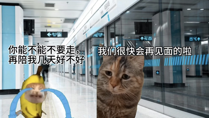 【Meme kucing】Setiap kali bertemu dalam hubungan jarak jauh