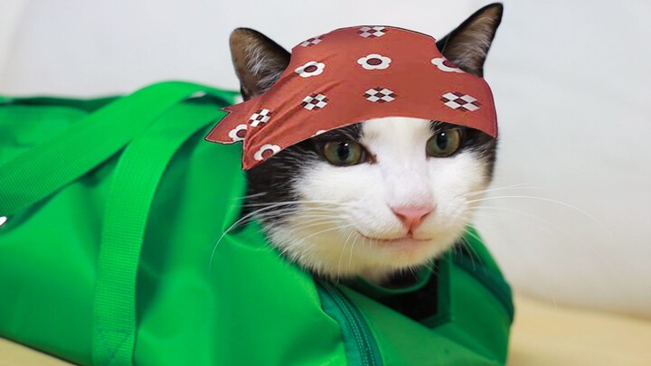 Sedang sikat gigi kucing, malah pakai tas sterilisasi—kucing: Sudah di dasar jurang, mau ke mana pun