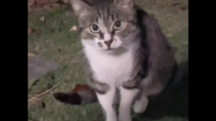 Little kitty, why do you say one thing in front of me and another behind my back?