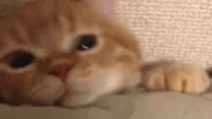 This cat is just like me: timid, stubborn, and always hungry.