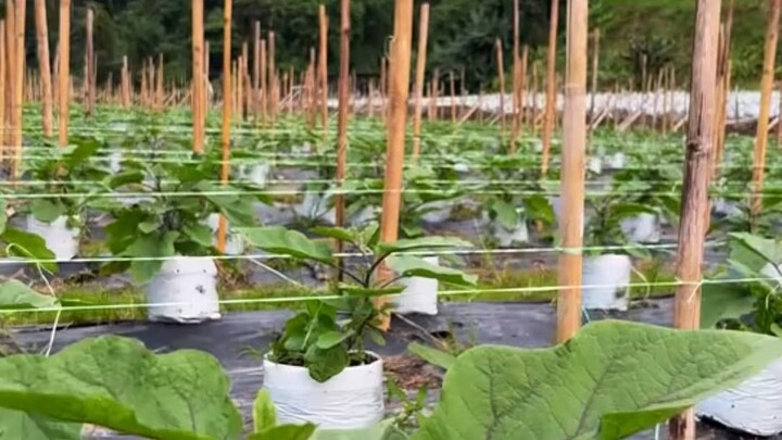 Agro life in Malaysia #reelsvideoシ #NewsUpdate #agriculture #everyone #followers #farming #malaysia