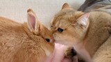Kenapa Si Kucing Mau Menggigit Kelinciku?!