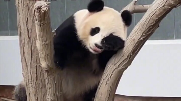Qatari people: I knew it all along—Chinese really can communicate with pandas!!