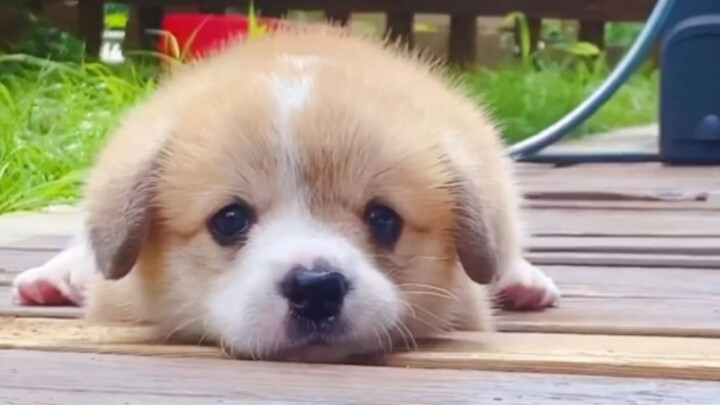 "The dog is stupid, but it's cute"