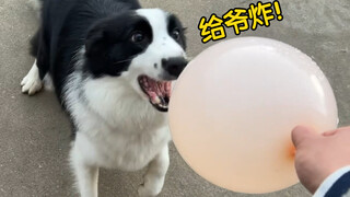 ألقِ بالونًا نحو الراعي الشرقي، وستبدأ المتعة الحقيقية!