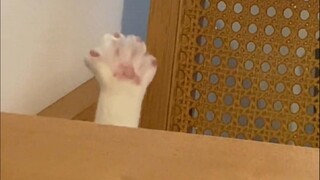 🐱”🧨عيد سعيد! 🧨“🐱