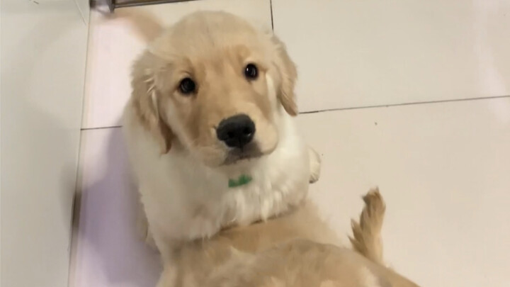 Super smart and adorable little fur baby
