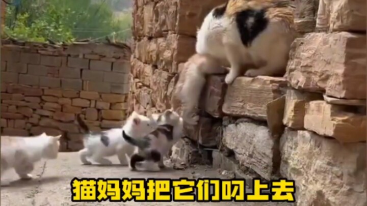Chúng ta hãy cảm ơn mèo mẹ nhé! !