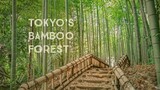 Bamboo Forest |Tokyo's Park  Higashikurumeshi Chikurin Park