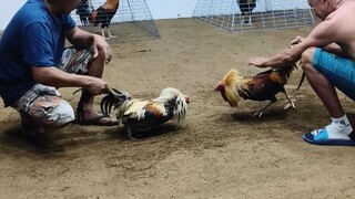 4 cock big event derby @ bogo arena prep 3