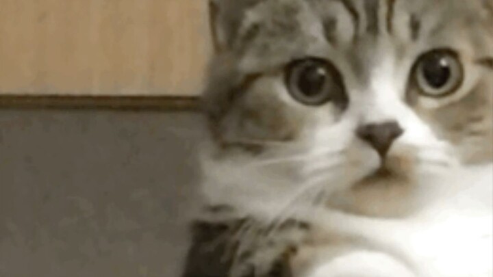 So you can actually just use your phone for birdwatching?